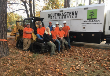 Tree Removal Greenville SC