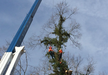 Tree Removal Taylors SC