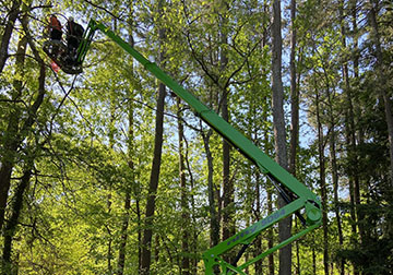 Se tree service employees climbing tree in new equipment