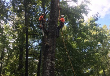 Tree Service Taylors SC