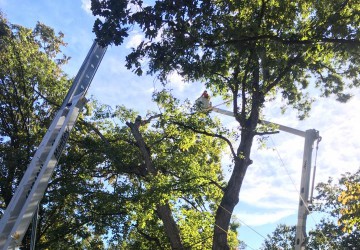 Tree Trimming Taylors SC