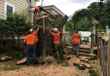 Tree Removal Service Taylors SC